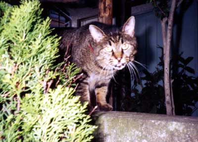 猫写真「国分寺のネコ達2-画像01-」