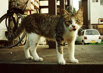 猫写真「国分寺のネコ達2-画像03-」