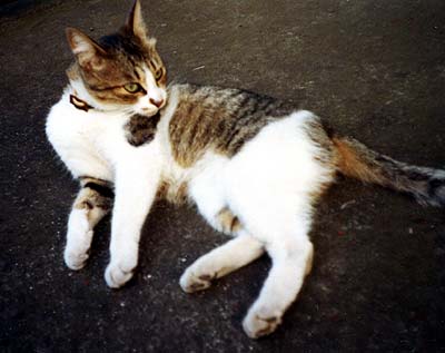猫写真「国分寺のネコ達2-画像05-」