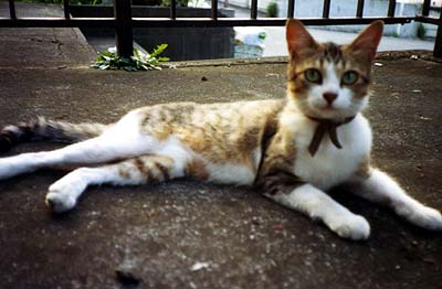 猫写真「国分寺のネコ達2-画像06-」