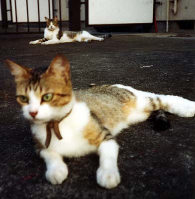猫写真「国分寺のネコ達2-画像07-」
