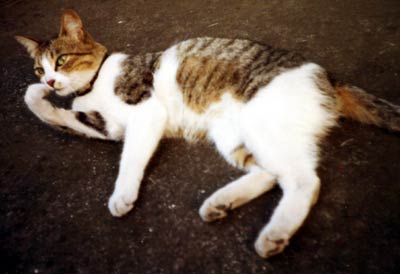 猫写真「国分寺のネコ達2-画像08-」