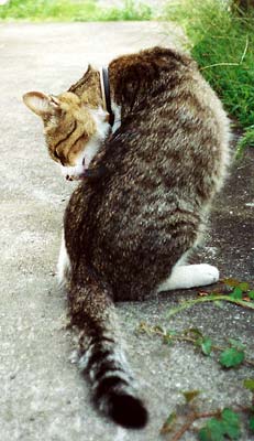 猫写真「国分寺のネコ達2-画像09-」