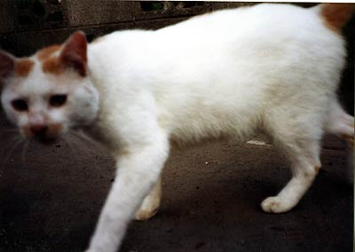 猫写真「国分寺のネコ達2-画像12-」
