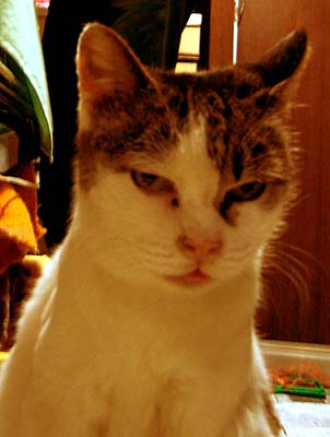 ネコ写真「我が家のネコ達・クロ・老年期1-画像13-」