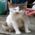 猫写真-画像03-「我が家のネコ達・クロ・老年期3」