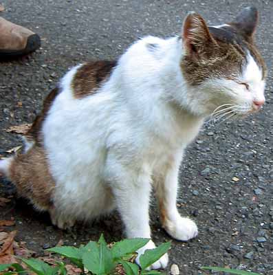 猫写真「我が家のネコ達・クロ・老年期3-画像09-」