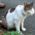 猫写真-画像09-「我が家のネコ達・クロ・老年期3」