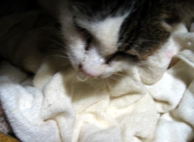 猫写真「我が家のネコ達・クロ・老年期3-画像10-」