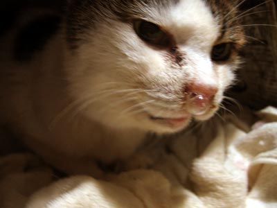 猫写真「我が家のネコ達・クロ・老年期3-画像11-」