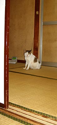 猫写真「我が家のネコ達・クロ・老年期3-画像14-」