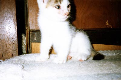 ネコ写真「我が家のネコ達・1992年の猫達6-画像01-」