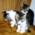 ネコ写真-画像02-「我が家のネコ達・1992年の猫達6」