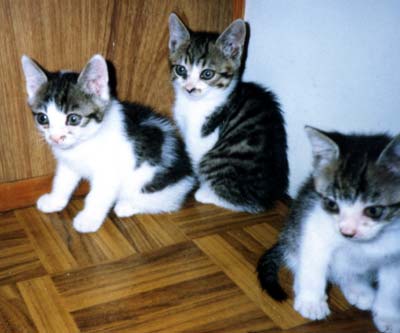 ネコ写真「我が家のネコ達・1992年の猫達6-画像03-」