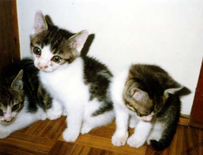 ネコ写真「我が家のネコ達・1992年の猫達6-画像04-」