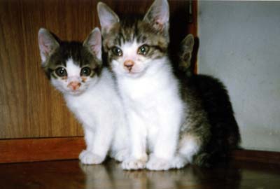 ネコ写真「我が家のネコ達・1992年の猫達6-画像05-」