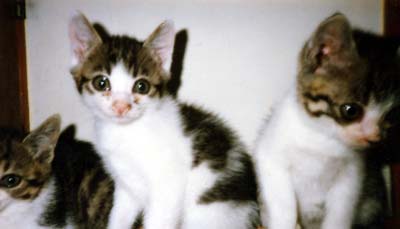 ネコ写真「我が家のネコ達・1992年の猫達6-画像06-」