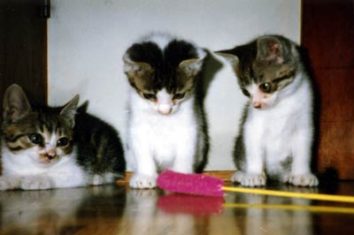 ネコ写真「我が家のネコ達・1992年の猫達6-画像07-」