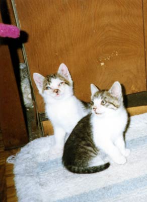 ネコ写真「我が家のネコ達・1992年の猫達6-画像08-」