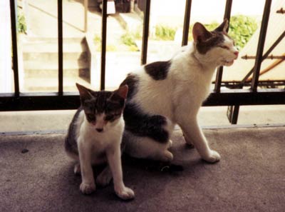 ネコ写真「我が家のネコ達・1992年の猫達6-画像09-」