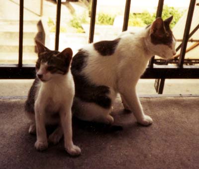 ネコ写真「我が家のネコ達・1992年の猫達6-画像10-」
