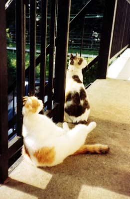ネコ写真「我が家のネコ達・1992年の猫達6-画像11-」