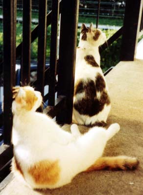ネコ写真「我が家のネコ達・1992年の猫達6-画像12-」