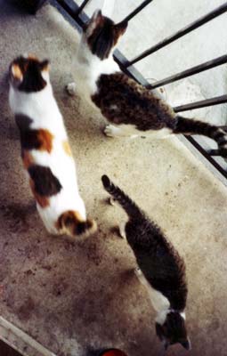 ネコ写真「我が家のネコ達・1992年の猫達6-画像13-」