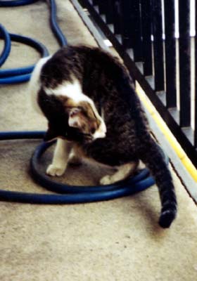 ネコ写真「我が家のネコ達・1992年の猫達6-画像14-」