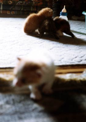 ネコ写真「我が家のネコ達・1998年の猫達1-画像01-」