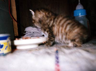 ネコ写真「我が家のネコ達・1998年の猫達1-画像02-」