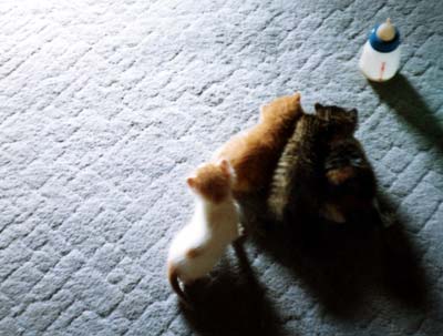 ネコ写真「我が家のネコ達・1998年の猫達1-画像03-」