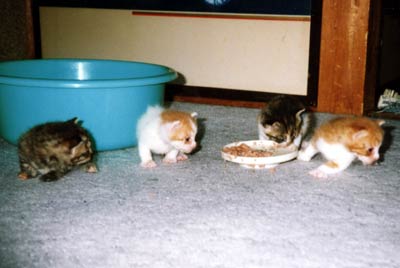 ネコ写真「我が家のネコ達・1998年の猫達1-画像05-」