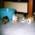 ネコ写真-画像05-「我が家のネコ達・1998年の猫達1」
