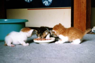 ネコ写真「我が家のネコ達・1998年の猫達1-画像06-」