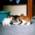 ネコ写真-画像06-「我が家のネコ達・1998年の猫達1」
