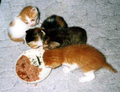 ネコ写真「我が家のネコ達・1998年の猫達1-画像07-」