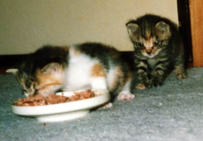 ネコ写真「我が家のネコ達・1998年の猫達1-画像08-」