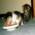 ネコ写真-画像08-「我が家のネコ達・1998年の猫達1」