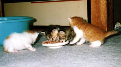 ネコ写真「我が家のネコ達・1998年の猫達1-画像09-」