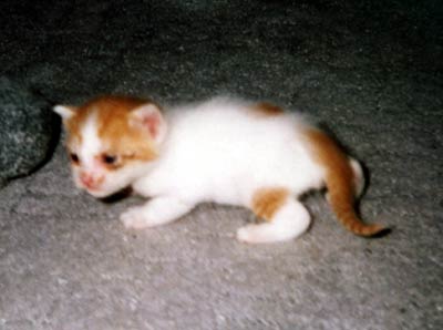 ネコ写真「我が家のネコ達・1998年の猫達1-画像10-」