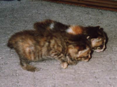 ネコ写真「我が家のネコ達・1998年の猫達1-画像11-」