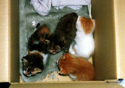 ネコ写真「我が家のネコ達・1998年の猫達1-画像12-」