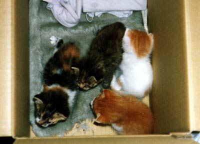 ネコ写真「我が家のネコ達・1998年の猫達1-画像13-」