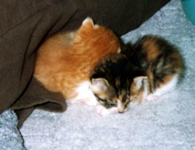 ネコ写真「我が家のネコ達・1998年の猫達1-画像14-」